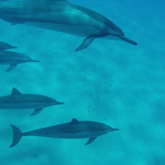 Meet your Posher, Rayne - Picture 1 of 1